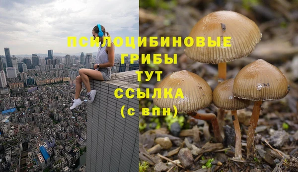 стаф Горняк