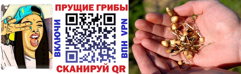 мега ТОР  Ворсма  Галлюциногенные грибы Magic Shrooms  купить наркоту 